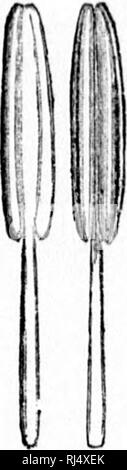 . Ein Handbuch der medizinischen Botanik von Nordamerika [microform]. Botanik, Medizin; Botanik; Botanique médicale; Botanique. . Bitte beachten Sie, dass diese Bilder sind von der gescannten Seite Bilder, die digital für die Lesbarkeit verbessert haben mögen - Färbung und Aussehen dieser Abbildungen können nicht perfekt dem Original ähneln. extrahiert. Johnson, Laurence, 1845-1893. New York: W. Holz Stockfoto