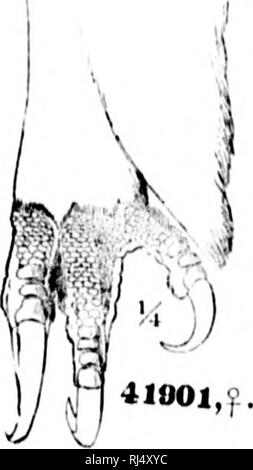 . Eine Geschichte der nordamerikanische Vögel [microform]: Land der Vögel. Vögel, Ornithologie; Oiseaux; Ornithologie. . Bitte beachten Sie, dass diese Bilder sind von der gescannten Seite Bilder, die digital für die Lesbarkeit verbessert haben mögen - Färbung und Aussehen dieser Abbildungen können nicht perfekt dem Original ähneln. extrahiert. Baird, Spencer F., 1823-1887; Brauer, T.M. (Thomas Mayo), 1814-1880; Ridgway, Robert, 1850-1929. Boston: Little, Brown Stockfoto