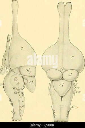 . Stellung Anatomie. Chordata; Anatomie, Vergleichende. Das NERVENSYSTEM 359 terminalis. Habenular und Posterioren commissures Bestehen auf dem Dach des zwischenhirn. Die epiphyse bildet die Zirbeldrüse. Eine chorioid Plexus invaginates in den dritten Ventrikel. Die saccus vasculosus der Fische ist verschwunden. Die verdickten Wänden der mid-brain das Lumen zu einem schmalen Durchgang reduzieren, den Aquädukt. Das Kleinhirn ist rudimentär, wie cvclostomes.. Abb. 318.- und der Dorsalen Blick auf Gehirn junger Alligator, c, Cl, Großhirn, Kleinhirn; e, epiphysial Strukturen;/;, Hypophyse, ich, infundibulum; Stockfoto