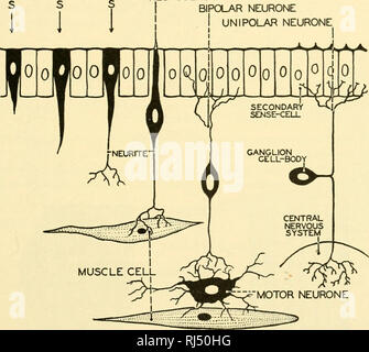 . Stellung Anatomie. Chordata; Anatomie, Vergleichende. Das NERVENSYSTEM 341 enthalten tigroid Substanz und neurofibrillae Merkmal der Nervenzellen oder Neuronen der höheren Tiere. Physiologisch, aber sie sind einfacher als Neurosensory Zellen, da sie nervös impulse in jeder Richtung übertragen, während neurosensory Zellen auf jeden Fall polarisiert sind und nur Impulse in eine Richtung übertragen. Sie sind daher, inter-preted als Neurosensory Zellen, die sowohl Ihre primäre Verbindung mit der Haut und ihre funktionelle Polarität verloren haben. (Abb. 303) NEUROSENSORY ZELLE BIPOLAR NEURO Stockfoto