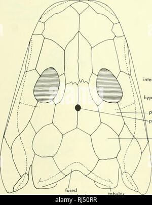 . Stellung der Morphologie. Morphologie (Tiere); Chordata. anterior Palatin fenestra fenestra parasphenoid hypophyseal nterpterygoid fenestrajO postorbital parietalen Foramen/q supra-zeitliche B postparietals Tabellarische. Bitte beachten Sie, dass diese Bilder sind von der gescannten Seite Bilder, die digital für die Lesbarkeit verbessert haben mögen - Färbung und Aussehen dieser Abbildungen können nicht perfekt dem Original ähneln. extrahiert. Jollie, Malcolm. New York, Reinhold Stockfoto