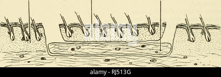 . Ciba Foundation Symposium zur Transplantation. Die Transplantation von Organen, Gewebe, etc. 100 R.E. BILLINGHAM UND WILLYS K. VERSILBERT diese Transplantationen, die geheilt - in erstaunlich gut im Hinblick auf die unerwünschte grafting Methode beschäftigt. Da die Schichten von homologen areolar Bindegewebe beschäftigt waren keineswegs Azellulärer, schien es wichtig, um zu bestimmen, ob ihre Lebensfähigkeit für sie wichtig war, * "Schützen" die Überlagerungen der Homologen normale Haut. Accord zunehmend, eine Reihe von Platten aus frisch ausgeschnittenen Beutel Haut waren immer wieder eingefroren und unter Bedingungen aufgetaut als am wahrscheinlichsten Kil Stockfoto