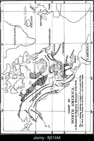 . Feld und Wald Wanderungen [microform]: mit Notizen und Beobachtungen über die Naturgeschichte der östlichen Kanada. Natural History - New Brunswick; Baron-- Nouveau-Brunswick; New Brunswick - - Beschreibung und Reisen; Nouveau-Brunswick - - Beschreibungen et Voyages. . Bitte beachten Sie, dass diese Bilder sind von der gescannten Seite Bilder, die digital für die Lesbarkeit verbessert haben mögen - Färbung und Aussehen dieser Abbildungen können nicht perfekt dem Original ähneln. extrahiert. Adams, A. Leith (Andrew Leith), d. 1882. London: S. King Stockfoto