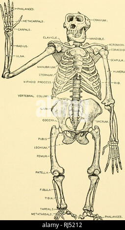 . Stellung Anatomie. Chordata; Anatomie, Vergleichende. Das SKELETTSYSTEM 185 Schädel. HUMERUS.. TARSALS METATARSALS. Phalangen. Abb. 175.- Skelett der Gorilla von vorne gesehen. Die Knochen der Gorilla sind identisch mit denen des Menschen. Unterschiede der Anteil jedoch gesehen. Unter diese Unterschiede, die von der relativen Länge der Arm- und Beinknochen ist am auffälligsten. Die Umb Proportionen des menschlichen Säuglings-, neigen jedoch zu ähneln denen des Affen. (Gezeichnet nach Brehm.). Bitte beachten Sie, dass diese Bilder aus gescannten Seite Bilder, die digital zum Lesen erhöht worden sein können extrahiert werden Stockfoto