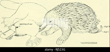 . Stellung der Morphologie. Morphologie (Tiere); Chordata. Pinguin Abbildung 2-10. APTERYX Einige extreme der Vögel. wie Federn eingehalten werden. Die Federn der Region vor das Auge neigen zu sein Haar - Hke. Die scalation des Beines in der Taube ist modifiziert; scutes sind durch die Fusion von mehreren Skalen gebildet. Kleine Federn kommen kann, der sich in der Mitte von einigen Der scutes. In einigen Vögeln, wie die Schleiereule oder der Pelikan, das Bein durch kleine polygonale Schuppen bedeckt ist, und im Fall der Schleiereule, kleine Federn beobachtet werden, wachsen aus zwischen den Skalen oder von der posterioren Rand Stockfoto