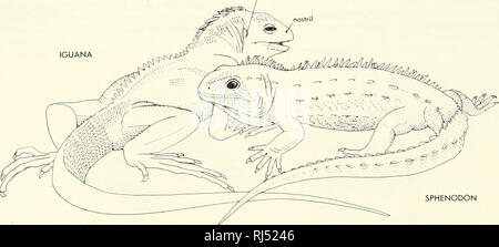 . Stellung der Morphologie. Morphologie (Tiere); Chordata. CRYPTOBRANCHUS Abbildung 2-8. Zwei große amerikanische Salamander. Eine weitere Gruppe von lebenden Amphibien ist, dass der Anura, die Frösche und Kröten. Die letzte Gruppe, die gymnophiona oder Apoda, enthält Beinlose, worm-ähnliche Formen. Einige Reptilien Reptilien stehen zur Verfügung: Schildkröten, Alligatoren, und Eidechsen (Abbildung 2-9). Sie zeigen viel von dieser Gruppe der Variation. Alle haben eine schuppige Haut, zwei Paar 5-digited Gliedmaßen mit Krallen, und eine lange, konische Schwanz, mit Ausnahme der Schildkröte. Die Schildkröte hat eine schwere Schale die sich unterscheidenden Stockfoto