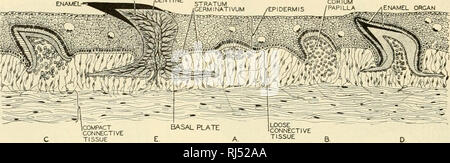 . Die chordates. Chordata. Grundstruktur der Wirbeltiere SP'ne peNT1NE EMAIL. Orgel. Abb. 51. Abschnitt von der Haut einer Knorpelfischen, mit fünf Phasen in der Entwicklung eines placoid skalieren. (Nach Scbimkewitsch. Höflichkeit. Neal und Hand: "Stellung der Anatomie", Philadelphia, die Blakiston Company.) Haie der basalen Platten sind mehr oder weniger reduziert. In einer bestimmten Art von knorpelfischen, die Zähne auf alle Regionen des Kiefers sind von der gleichen Form. Haie 1 Zähne unterliegen Verlust und Ersatz. Aufeinander folgende Zeilen der neuen Zähne sind kontinuierlich in der mündlichen Membran hintere (Ling Stockfoto