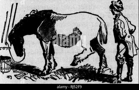 . TraitÃ© sur le Cheval et ses Krankheiten [microforme]: illustrÃ©: Contenant un "Index des maladies". .. Chevaux; Chevaux; Marechalerie; Pferde; Pferde; Horseshoeing. I^ARCIK. 4 t IW "Tretnement. Traitez tonte maladie rencontrÃ©e dans la jambe ou le Pied d'Après-ski les mÃ©thodes indiquÃ © es Ailleurs. Appliquez, Quatre ou Cinq fois par semaine et en frictionnant Bien, Le savon Mou avec un peu de Sel. VESSIGON-Torsion. Le vessi accompagne Zuneigung qui-gon et occasionnÃ©e par un travail SymptÃ excessif, bin es, Une tumeur arrondie Passant à Travers La jambe et au-apparaissant en dehors Ava Stockfoto