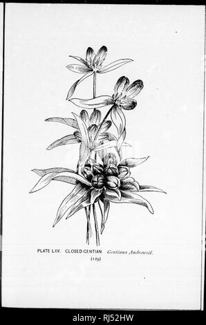 . Ein Leitfaden zu den wilden Blumen [microform]. Wilde Blumen; Botanik; Fleurs sauvages; Botanique. . Bitte beachten Sie, dass diese Bilder sind von der gescannten Seite Bilder, die digital für die Lesbarkeit verbessert haben mögen - Färbung und Aussehen dieser Abbildungen können nicht perfekt dem Original ähneln. extrahiert. Lounsberry, Alice; Rowan, Ellis, 1858-1922. Toronto: W. Briggs Stockfoto