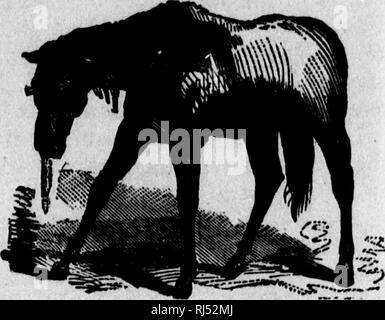 . TraitÃ© sur le Cheval et ses Krankheiten [microforme]: illustrÃ©: Contenant un "Index des maladies". .. Chevaux; Chevaux; Marechalerie; Pferde; Pferde; Horseshoeing. t&gt; LEURÃ © siE.. Haltung DU CHEVAL DANS LA DERNIÃRE PÃRIODE DE LA PNEUMONIE. cependant bien aÃ©rÃ©e. Donnez Au Cheval de Couverturen suivant la tempÃ©- temperatur, Mais ne changez Les Pas trop brusquement, c'est-À-dire une pesante pour une lÃ©gÃ¨re, une sÃ¨che pour une qui est humide Tenez les Jambes au Chaud avec des Bandagen Donnez vingt-Cinq gouttes de teinture d'Aconit, dans une Tasse d'eau froide, toutes les Quatre er Stockfoto