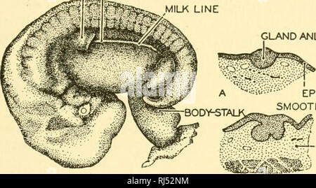 . Stellung Anatomie. Chordata; Anatomie, Vergleichende. Die INTEGUMENTARY SYSTEM 127 Milchdrüsen. Milchdrüsen ersten Erscheinen in kloakentiere als Paar von Milch absondernden Organe auf der ventralen Seite des Körpers. Sie sind ohne Brustwarzen, und Echidna gießen Sie ihre Absonderung in einen abgetrennten Gliedmaßen BUD I POSITION DER ENDGÜLTIGEN DRÜSE" Ich?^ | f1"^^^^^^ MILK LINE DRÜSE ANLAGE. Nippel EPIDERMIS V u-^' glatte Muskelzellen. ltj CORIUM - Muskel. Bitte beachten Sie, dass diese Bilder aus gescannten Seite Bilder, die digital für die Lesbarkeit verbessert haben mögen - Färbung und Aussehen dieser Abbildungen extrahiert werden Stockfoto