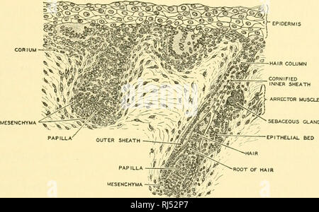 . Stellung Anatomie. Chordata; Anatomie, Vergleichende. Die INTEGUMENTARY SYSTEM I2-Teile des Körpers. Aber schließlich Wachstum einstellt, das Haar stirbt und ist vergossen. Wenn der Haarpapille behält seine Stratum germinativum, ein neues Haar wächst. Jedes Haar Spalte, neben der Produktion ein Haar, kann als seitliche Auswüchse einer oder mehr Schweiß oder Talgdrüsen. Muskelzellen entwickelten aus dem Mesenchym der Lederhaut heften sich an die Haarwurzeln und arrectores pilorum geworden. Der menschliche Fetus vor der Geburt hat eine haarige abdecken, die ''lanugo", die kurz vor oder kurz nach der Geburt vergossen wird. Th Stockfoto