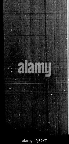 . Audubon und seine Zeitschriften [microform]. Vögel; Zoologie; Oiseaux; Zoologie. 520 AUDUBON I. ner der "Opposition" Schuß an und tötete zwei weiße Männer und verletzte zwei andere, von denen alle Bemerkung wurden - können Schurken. Wir sind etwa dreißig Meilen unterhalb Fort Pierre. Indianer waren auf beiden Seiten des Flusses, bereit, sowohl hier als auch in Fort Pierre, wo mir gesagt es gibt fünf hundert Hütten stehen im Handel gesehen. Die indischen Hunde, die ich hier sah so eng wild ähneln Wölfen, dass ich sicher sein, dass wenn ich mit einem von ihnen in den Wäldern zu treffen, möchte ich wahrlich es töten, wie Suc Stockfoto