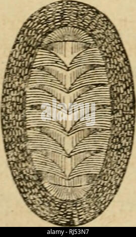 . Chs. Darwins Lehre von der Entstehung der Arten im Pflanzen- und thierreich in ihrer Anwendung auf die Schöpfungsgeschichte. Darwin, Charles, 1809-1882. 242 Sei tneleit i^rer © ruppeu beutlid; au" 9 ef |&gt; vod; en. Gd^ uecfeu au^ Bev^St^eilimg ter Gan^ vanbigen rofcbrand $&gt; iateu trie Turbo, Pleuroto - inaria, Littorina u. |. r^. I; evr | "en iit allen älteren (ä |&gt; pc^en nnb Ie6 en und) je § t Nicken) in "^ rcger 5 In 3 aI) (ber © cittungen unt Sitten fort. % Btv bie w) cf) Äh bifferen^ irten danaüferen", meift viuv cirf ^^e^^ net Rän 6 e=rifcf) e^(eifÄfrefjer, treten Erft mit bem 2 ia^n&gt; c!^ [auegefprcc^en Stockfoto