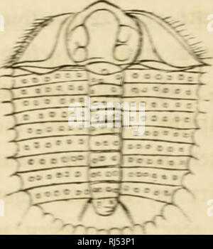 . Chs. Darwins Lehre von der Entstehung der Arten im Pflanzen- und thierreich in ihrer Anwendung auf die Schöpfungsgeschichte. Darwin, Charles, 1809-1882. M^^^/^!l. ^t^9. Trinncleos om&amp; tas Sternb. ^10. Aöfasfto fteme fmt rcn ibncn Trinuclens. Calymene. Affnostus U. w. ir.au (f&gt; fcfrpn crlpicben. Phacops AciHaspis nnt leben in ircnigcn 3 rtcn ncd&gt; fcn. Krawatte Xrilcbitcnfcrm aurt ift je über ^^t in langfamer 3b "nabme begnffen. Om iJrcrgfal! Tc * teinfcBIen^ Sbüenir ftntcn ttir aU legten^^ ertrcter nccfc temlbcn nur unentschieden (Gattung Phillipsit mit wenigen^ rten.-iD ^ii ibr rerfiirintet Riegel Stockfoto