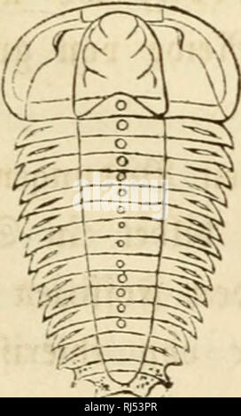 . Chs. Darwins Lehre von der Entstehung der Arten im Pflanzen- und thierreich in ihrer Anwendung auf die Schöpfungsgeschichte. Darwin, Charles, 1809-1882. . Bitte beachten Sie, dass diese Bilder sind von der gescannten Seite Bilder, die digital für die Lesbarkeit verbessert haben mögen - Färbung und Aussehen dieser Abbildungen können nicht perfekt dem Original ähneln. extrahiert. Rolle, Friedrich, 1827-1887. Frankfurt am Main, J. C. Hermann Stockfoto