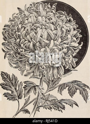 . Chrysanthemen Rosen Gewächshaus- und Beetpflanzen Zwiebeln und Samen: Frühjahr 1892. Baumschulen (Gartenbau) New Mexico Kataloge; Glühlampen (Pflanzen) Kataloge; Blumen Samen Kataloge. Rosen. Gewächshaus und Bettwäsche - Pflanzen und Blumenzwiebeln. 7 WABAN. Die großartigste rosa Chrysanthemen. HARRY E. W1 DENER. große Blüte, auf steif starke Stiele, sehr gut gefüllt; die Blütenblätter in der Mitte sind in gekrümmten w h i 1 e die von außen wieder gebeugt, die Schönsten-interlaced Ly und eine super Show, Bloom, socts. P ROGR ES-sion. Extra große Spät flow-ering Sorte, Bloom i n g über Dez. ist und bleiben Stockfoto