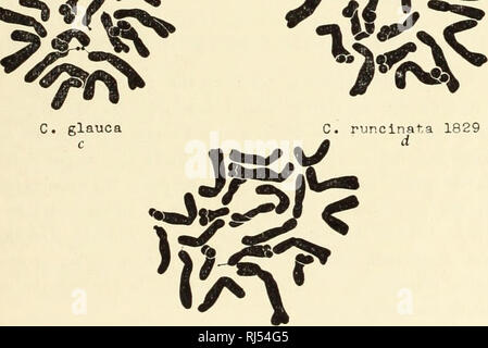 . Chromosomen und Phylogenie in Crepis. Crepis; Pflanzen; Chromosomen. 1930] Hollingshead-Babcock: Chromosomen und Phytogeny in Crepi. s27 die Möglichkeit, dass die somatische Nummer 22 in dieser Art existiert, zu, wie er es in Occidentalis und griech. Die C. andersoni, Hastata, runcinata Gruppe (Abb. 22) von denen einige Pflanzen, die verschiedene Beitritte (Tabelle 1) C. haben andersoni andersoni wurde 2086 C2136m. C. runcinata2065e Abbildung 22: untersuchte, hat einheitlich gegeben komplexe von 22 Chromosomen enthalten - ing ähnliche Typen. Ob es möglich wäre, durch eine längere Studie unte zu offenbaren. Stockfoto