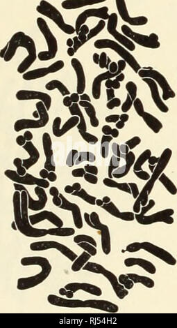 . Chromosomen und Phylogenie in Crepis. Crepis; Pflanzen; Chromosomen. 1930] Bollingsliead-Babcock: Chromosomen und Phylogenie in Crepis 25 in der Stämme von pulchra untersucht. In einem Stamm (1213, Abb. 19 c) eine Anlage aufgetreten, in denen die Anlage Verengung eines der Mitglieder des Paar fast Median war, in den anderen Mitgliedstaaten es deutlich war, das näher am proximalen Ende in einem anderen Betrieb der gleichen Belastung (Abb. 19 b) in beiden Mitglieder des Paars der Verengung median war. In Pflanzen von zwei andere Belastungen (1483 und 1894) jedes Mitglied des Paares hatte die Verengung näher ein Ende Der chromos Stockfoto