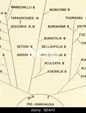 . Chromosomen und Phylogenie in Crepis. Ii. Die Beziehungen von Hundert acht Arten. Crepis; Pflanzen; Karyokinesis. 1934] Babcock-Cameron: Chromosomen und Phylogenie in Crepis. II 299 Arten müssen mit bestimmten 4-gekoppelten Arten hybridisiert haben und produziert durch amphidiploidy der 22-gekoppelten Amerikanische Arten und deren Poly-ploid Verwandten im oberen Teil von Abbildung 4 dargestellt (vgl. Abb. 156). Barkhausia Die phylogenetischen Beziehungen der dreißig - zwei Arten von Barkhausia und ihre Chromosomenzahl sind in Abbildung 5 dargestellt. Im Allgemeinen sind die meisten PRIMI-BARKHAUSIA PHYLOGENIE UND CHROMOSOM NUMMER HACKELII 16 TA Stockfoto