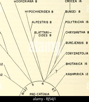 . Chromosomen und Phylogenie in Crepis. Ii. Die Beziehungen von Hundert acht Arten. Crepis; Pflanzen; Karyokinesis. 294 Universität von Kalifornien Publikationen in Agrarwissenschaften [Vol. 6 Allgemeine, allerdings ist der Grad der morphologischen Ähnlichkeit ist grob nach diesem Diagramm angezeigt. Die 5-gekoppelten Arten, vor allem den Pumila und pontana, in mehrfacher Hinsicht unter den Primitivsten morphologische Typen in der ganzen Gattung, während Aurea, insbesondere subsp Lucida, Exponate der größte re-CATONIA PHYLOGENIE UND CHROMOSOM NUMMER AUREA IOv HOOKERIANA 8 PONTANA 10 PUMILA 10 VISCIDULA Stockfoto