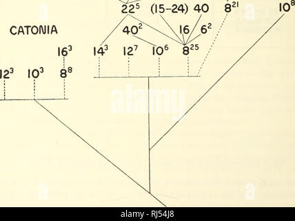 . Chromosomen und Phylogenie in Crepis. Ii. Die Beziehungen von Hundert acht Arten. Crepis; Pflanzen; Karyokinesis. 292 Universität von Kalifornien Publikationen in Agrarwissenschaften [Vol. 6 Die grundlegenden Zahlen für alle drei Arten sind 8 und 10, wobei 55 Arten mit acht und neunzehn Arten mit zehn chro-mosomes. In Catonia und Eucrepis gibt es noch einen dritten grundlegenden Anzahl, nämlich 12, und in Eucrepis, eine vierte, nämlich 14. Aber wie noch zu zeigen sein wird, diese "Basic" Zahlen sind nicht alle gleichermaßen primitiv. Darüber hinaus ist die subgen-Ära, enthalten mehr als einen phylogen Stockfoto