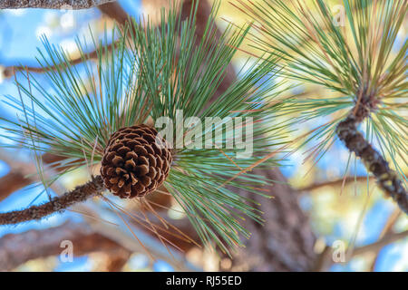 Nahaufnahme eines Ponderosa Pine Cone (Pinus ponderosa) auf dem Zweig, Lake Tahoe, Kalifornien, USA Stockfoto