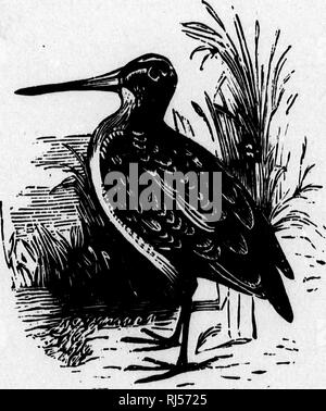 . Die Vögel von Kanada [microform]: Mit Beschreibungen ihrer Gewohnheiten, Ernährung, Nester, Eier, mal der An- und Abreise. Vögel, Ornithologie; Oiseaux; Ornithologie. '^. WILSON'S SNIPE. S. 8 l. Bitte beachten Sie, dass diese Bilder sind von der gescannten Seite Bilder, die digital für die Lesbarkeit verbessert haben mögen - Färbung und Aussehen dieser Abbildungen können nicht perfekt dem Original ähneln. extrahiert. Ross, Alexander Milton, 1832-1897. Toronto: H. Rowsell Stockfoto