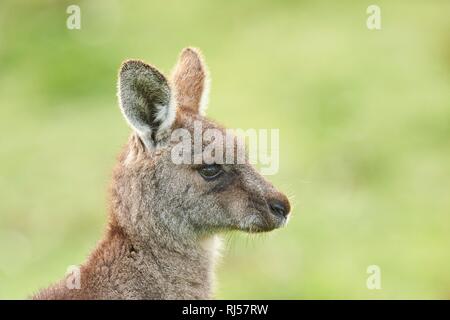 Portrait einer Eastern Grey Kangaroo (Macropus giganteus), Tier Portrait, Victoria, Australien Stockfoto