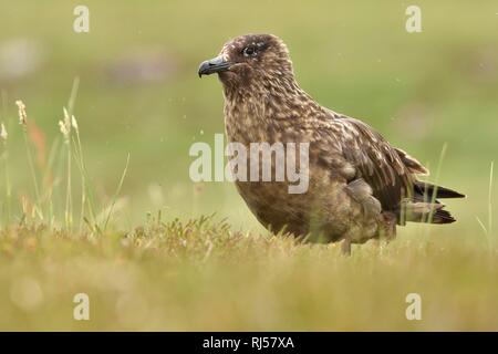 Great skua (Eulen skua), alte Tier steht auf nasse Wiese, Handa Island, Großbritannien Stockfoto