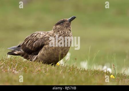 Great skua (Eulen skua), alte Tier steht auf nasse Wiese, Handa Island, Großbritannien Stockfoto