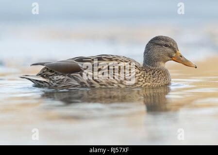 Stockente (Anas platyrhynchos), Weibliche schwimmen im Wasser, Sachsen, Deutschland Stockfoto