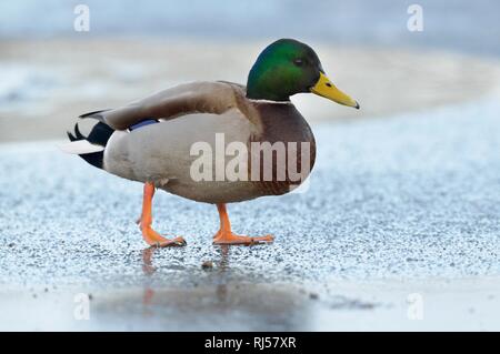 Stockente (Anas platyrhynchos), Drake, der auf einer Eisbahn, Sachsen, Deutschland Stockfoto