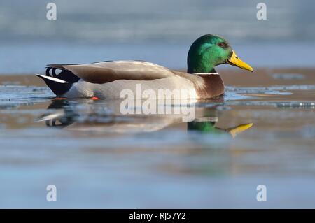 Stockente (Anas platyrhynchos), drake Schwimmen in eisigen See, Sachsen, Deutschland Stockfoto