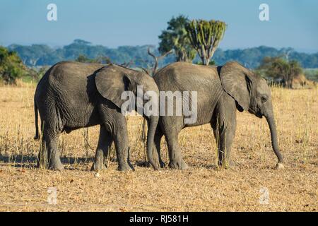 Afrikanischen Busch Elefanten (Loxodonta africana), zwei junge beweidung von Trockenrasen, Liwonde Nationalpark, Malawi Stockfoto