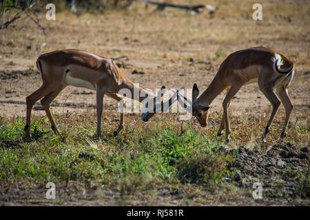 Zwei Impala (Aepyceros melampus) kämpfen, Liwonde Nationalpark, Malawi Stockfoto