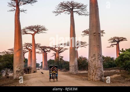 Radfahrer bei Sonnenaufgang, grandidier der Affenbrotbäume (Adansonia grandidieri), Allee der Baobabs, Morondava, Madagaskar Stockfoto