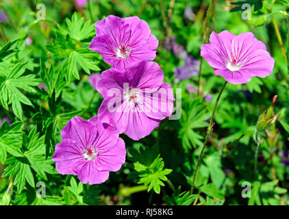 Bl? hendes Blut-Storchschnabel Geranium, auch, als noch im Fr? hsommerlichen Blumengarten. Stockfoto