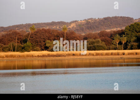 Rajbagh See, Ranthambore Nationalpark, Rajasthan, Indien Stockfoto