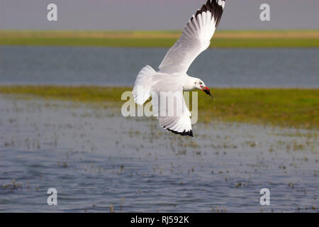 Braune Leitung Gull, Chroicocephalus brunnicephalus, Bhigwan, Pune, Maharashtra, Indien Stockfoto