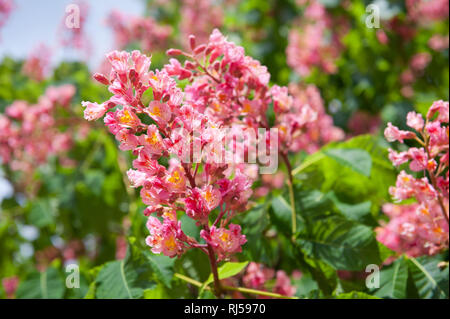 Aesculus roten Blüte Cluster auf grüne Blätter Hintergrund verschwommen, üppigen roten Blüten am Baum Detail, Foto in Polen, Warschau im Frühjahr, Mai Stockfoto