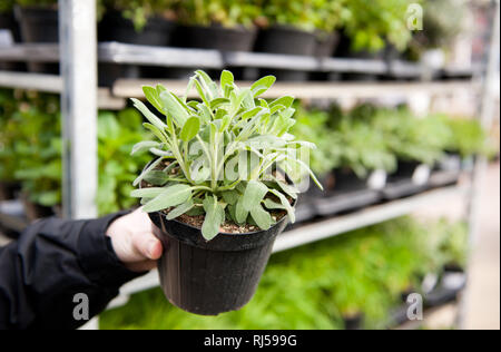 Mann mit einem würzigen Salvia Pflanze in Kunststoff schwarz Blumentopf, verschwommenes stillage mit vielen Pflanzen hinter im Markt außerhalb, Paar kleine Sämlinge wit Stockfoto