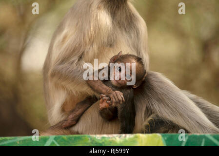 Grau baby Langur mit Mutter, Simia entellus, Jhalana Safari Park, Jaipur, Rajasthan, Indien Stockfoto