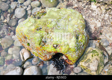 Ebbe an der normannischen Küste Stockfoto