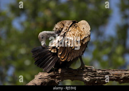 Indianer Geier, Gyps indicus, Bandhavgarh Nationalpark, Madhya Pradesh, Indien. Gefährdete Arten von Indien Stockfoto