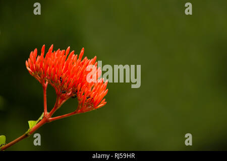 Dschungel Flamme, Ixora coccinea, Aga Khan Palace, Pune, Maharashtra, Indien Stockfoto