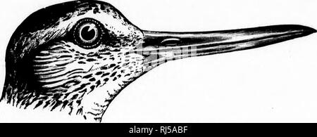 . Schlüssel für nordamerikanische Vögel [microform]: Enthält eine kurze Beschreibung aller Arten von Wohn- und fossiler Vogel derzeit vom Kontinent nördlich der mexikanischen Grenze und der Vereinigten Staaten, einschließlich Grönland bekannt. Vögel, Ornithologie; Oiseaux; Ornithologie. 636 SYSTEMATISCHE SYNOPSE. - LIMICOLJE. Amerikanische Uferschnepfe. Ring-tailed Marlin. Federn auf der Seite des unteren luaudiblc reacliing zu einem jwiut weit im Voraus von tliose auf der Oberen. Rump schwärzlich. Die meisten oberen Schwanz - deckfedern conspi" wliite Mously, längste Deckfedern und die Schwanzfedern schwarz v; Ith weiß Basen, die der Schwanz - featliers Stockfoto