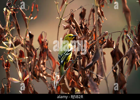 Gemeinsame iora, Aegithina tiphia, sinhagad Tal, Pune, Maharashtra, Indien Stockfoto