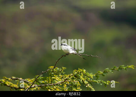 Great Grey shrike, Lanius excubitor, Saswad, Pune, Maharashtra, Indien Stockfoto