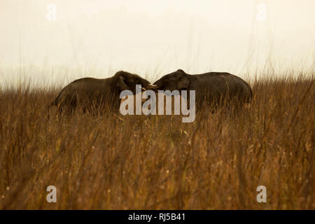 Asiatischer Elefant, Elephas maximus, Corbett National Park, Uttarakhand, Indien Stockfoto